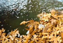 طبیعت پاییزی منطقه گردشگری سرچشمه شهرستان محلات