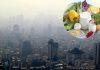 توصیههای تغذیهای برای مقابله با آلودگی هوا – خبرگزاری مهر | اخبار ایران و جهان
