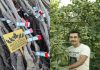 نهال گردویی که با ۸ تن باردهی در هکتار رکورد باردهی را شکست! – خبرگزاری مهر | اخبار ایران و جهان
