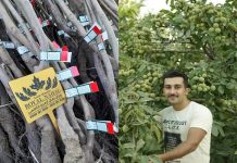 نهال گردویی که با ۸ تن باردهی در هکتار رکورد باردهی را شکست! – خبرگزاری مهر | اخبار ایران و جهان