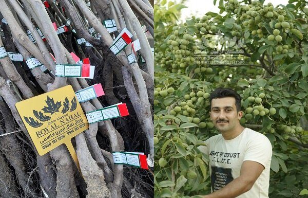 نهال گردویی که با ۸ تن باردهی در هکتار رکورد باردهی را شکست! – خبرگزاری مهر | اخبار ایران و جهان