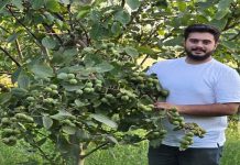 نهال گردو و بادام دیرگل یارانه ای توسط نهالستان نارون کشت – خبرگزاری مهر | اخبار ایران و جهان