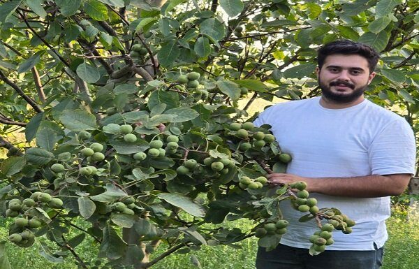 نهال گردو و بادام دیرگل یارانه ای توسط نهالستان نارون کشت – خبرگزاری مهر | اخبار ایران و جهان