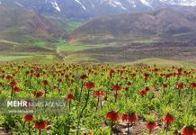 دشت لاله های واژگون گلپایگان، ظرفیتی کمنظیر برای توسعه گردشگری طبیعی