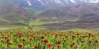 دشت لاله های واژگون گلپایگان، ظرفیتی کمنظیر برای توسعه گردشگری طبیعی