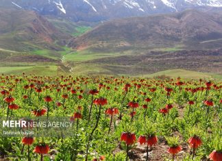 دشت لاله های واژگون گلپایگان، ظرفیتی کمنظیر برای توسعه گردشگری طبیعی