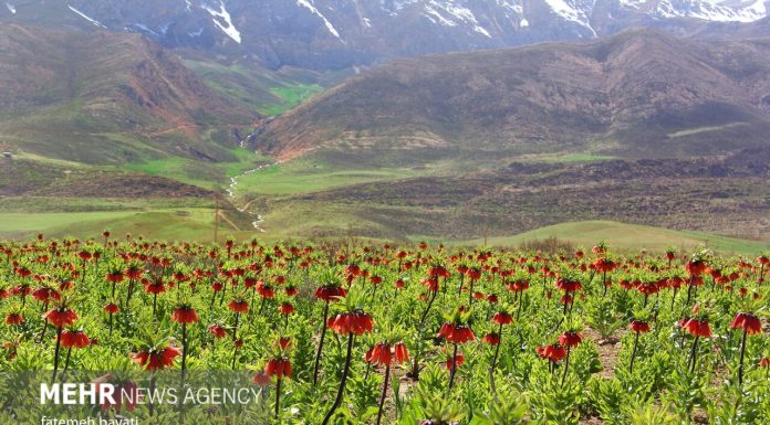 دشت لاله های واژگون گلپایگان، ظرفیتی کمنظیر برای توسعه گردشگری طبیعی