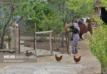 بومگردی؛ از ایده گردشگری تا راهبرد تمدنی برای احیای روستا – خبرگزاری مهر | اخبار ایران و جهان